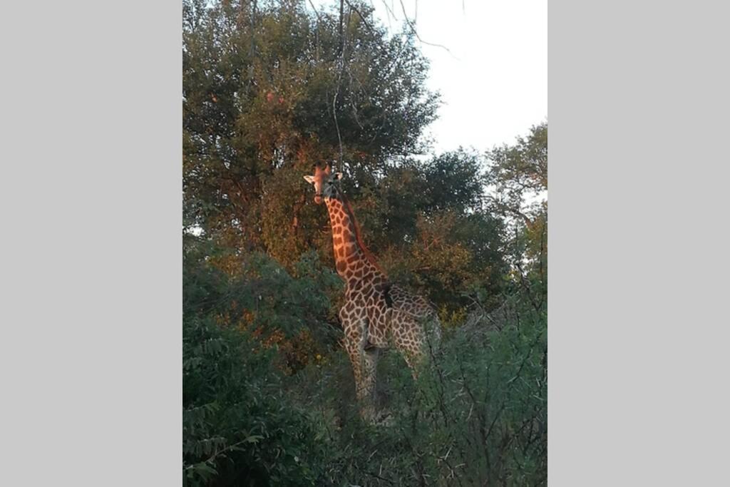 Villa Amukela Kaya Hoedspruit Exterior foto