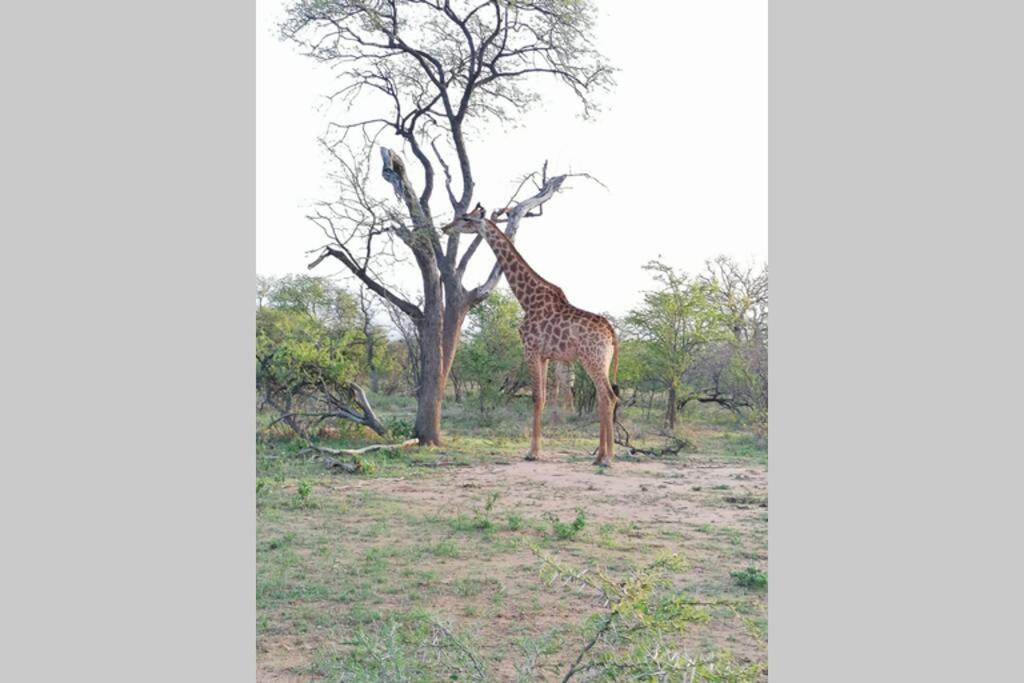 Villa Amukela Kaya Hoedspruit Exterior foto